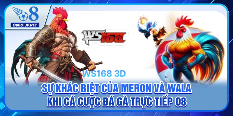 Sự khác biệt của Meron và Wala khi cá cược đá gà trực tiếp O8